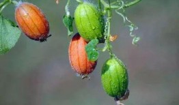 咳嗽可以吃王瓜吗,咳嗽不适？试试王瓜食疗缓解