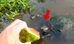 龟龟吃瓜,一场味蕾与自然的邂逅