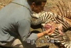 吃瓜节荒野求生