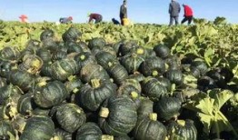 淘宝街吃瓜,揭秘网红美食背后的秘密