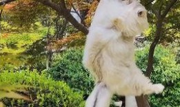 吃瓜猫游戏解说,吃瓜猫带你领略游戏解说界的欢乐盛宴