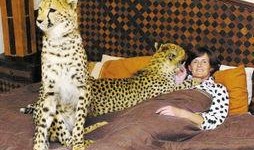 猛兽吃瓜谜语图片,揭秘动物世界中的神秘一幕