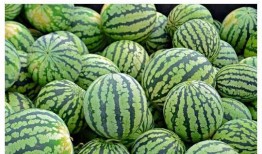 老头吃瓜,揭秘老头吃瓜背后的故事