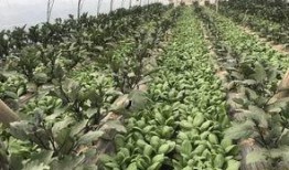 河边吃瓜图片,夏日休闲好去处