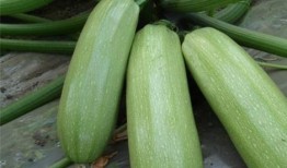 矮瓜痛风可以吃吗,适宜与否揭秘