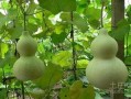 葫芦瓜产妇可吃,营养滋补，助力产后恢复