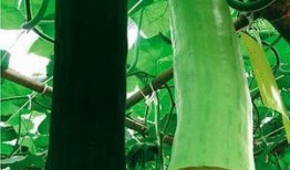 刀怎么吃瓜,一筷尝尽人间美味