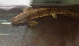 小恐龙吃大瓜,趣味盎然的成长故事