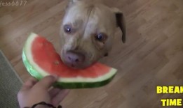 小狗吃瓜的样子