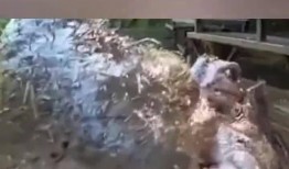 好家伙cg吃瓜