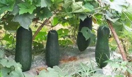 京瓜可以常吃吗,健康生活新选择”