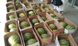 学校吃瓜最新,揭秘学校吃瓜背后的故事