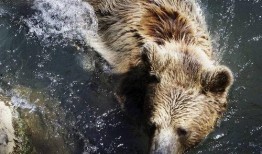 学猩猩吃瓜,揭秘动物界的趣味食趣