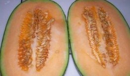 吃哈密瓜可以吃寿司吗,哈密瓜与寿司的跨界美食之旅