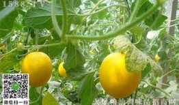 婴儿吃伊丽莎白瓜吗,营养与安全指南