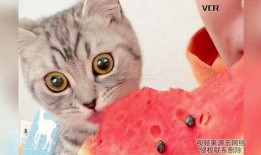 吃瓜直播猫,揭秘网络直播界的趣味与争议