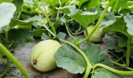 请村花吃小瓜,甜蜜邂逅，共享田园时光