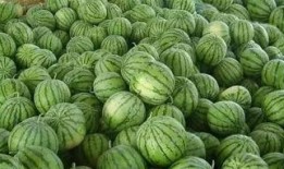 童年瓜地里吃瓜,回味那甜蜜的瓜香时光