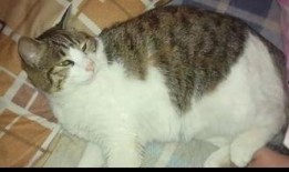 开心猫吃瓜,开心猫的瓜田奇遇记