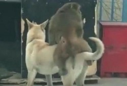 狗狗吵架突然吃瓜,意外吃瓜成焦点