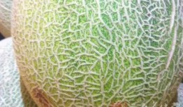 吃哈密瓜高钾血症,高钾血症的潜在威胁