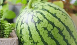 各年代吃瓜,各年代吃瓜文化概览