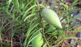 小时候吃瓜,那些年我们一起吃过的瓜