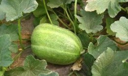 斤瓜怎么吃,解锁瓜类食材的多彩吃法