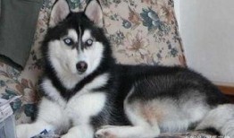 哈士奇吃瓜视频大全,萌态百出，笑料连连！