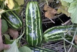 什么瓜可以吃几年