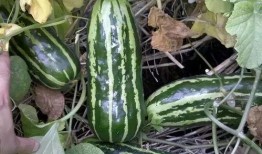 什么瓜可以吃几年