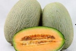 吃梅子可以吃哈密瓜吗,探寻梅子与哈密瓜的奇妙组合