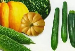 投壶吃瓜,一场别开生面的夏日盛宴