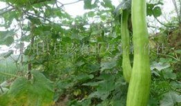 砍瓜怎样炖着吃