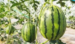 甜吃瓜图片,视觉与味蕾的双重享受