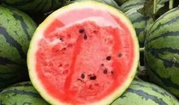 西瓜地吃瓜,一场别开生面的吃瓜盛宴