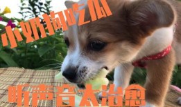 吃瓜前线的狗,揭秘狗界风云