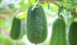 吃瓜里面种子是什么,探寻瓜类植物的繁殖奥秘