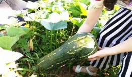 吃瓜茎的好处,探寻吃瓜茎的五大益处