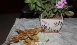 吃瓜专用图瓜子,品味人生百态——吃瓜专用图瓜子之旅