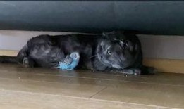 吃瓜猫游戏解说,吃瓜猫带你领略游戏解说界的欢乐盛宴