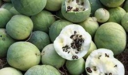 长籽瓜怎么吃,解锁美味新体验