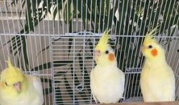 吃瓜的喜羊,揭秘羊群中的美食江湖