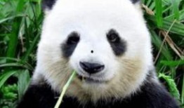 猛兽吃瓜谜语图片,揭秘动物世界中的神秘一幕