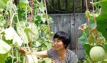 即墨吃瓜事件最新,真相发酵，网络舆论漩涡中的是非探讨