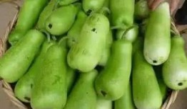 什么瓜吃中毒,揭秘“吃瓜中毒”背后的真相与预防措施