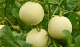 咳嗽可以吃王瓜吗,咳嗽不适？试试王瓜食疗缓解