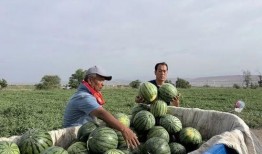 甬江 吃瓜,甬江畔的夏日“吃瓜”盛事
