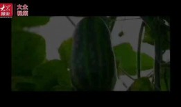 下雨吃瓜原视频,一场别开生面的下雨吃瓜盛宴