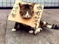 主人吵架猫咪吃瓜,萌态十足